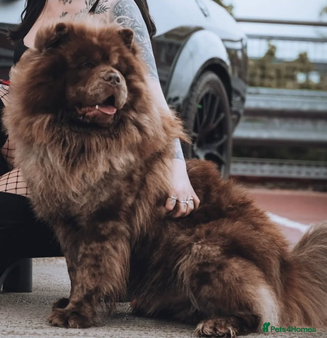 Chow Chow dogs for stud: Chocolate Split faced Merle Chow Chow Stud in Accrington - Advert 3