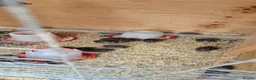 Mixed Breed birds for sale: Jumbo coturnix quails chicks  - Advert 3
