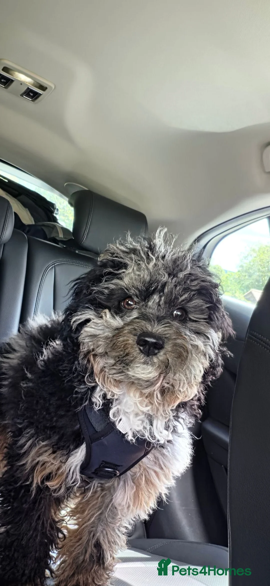 Cavapoo dogs for sale: Beautiful blue merle Cavapoo boy in Barry - Advert 8