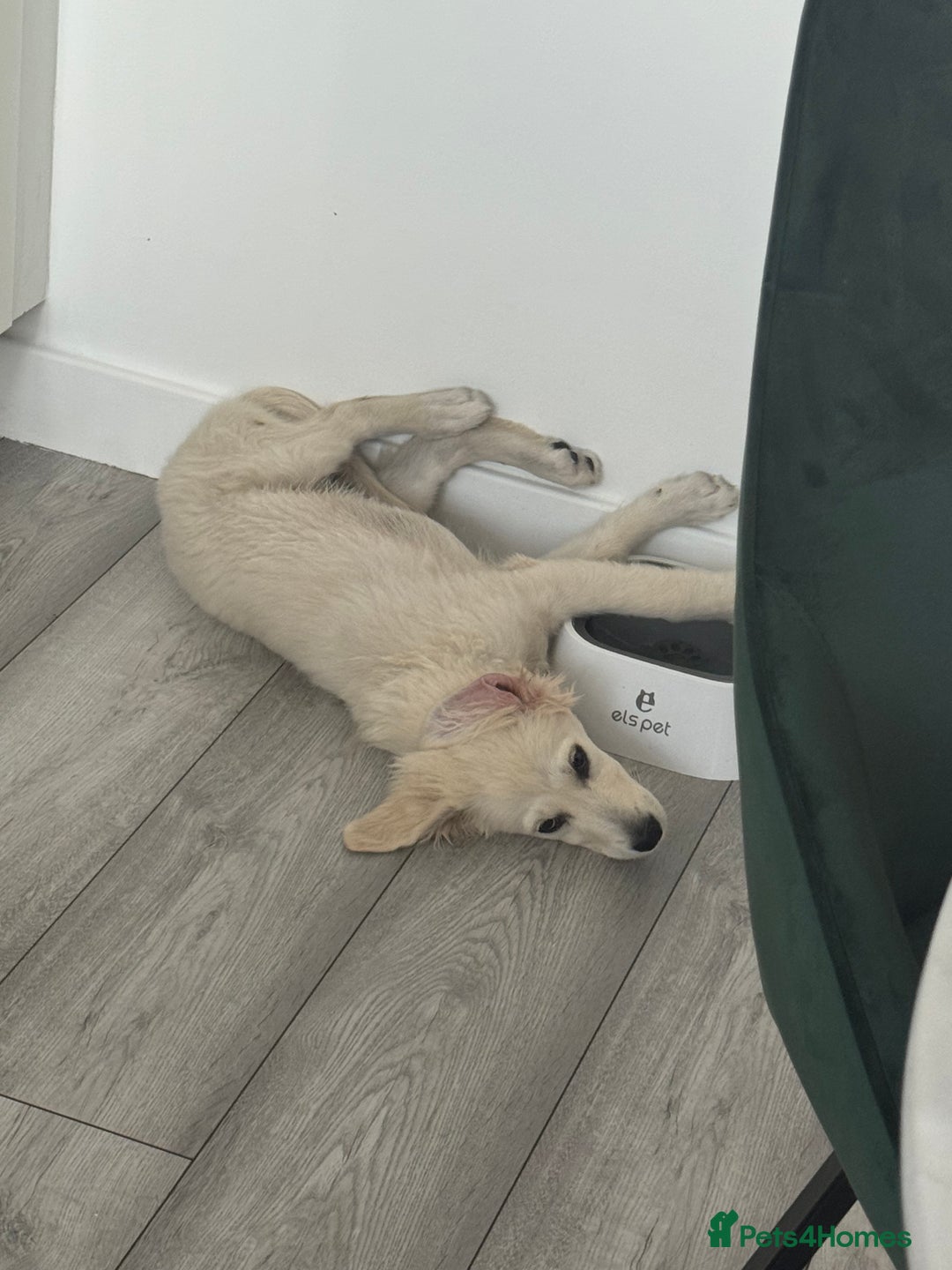 Golden Retriever dogs for sale: Female Golden Retriever - Image 4