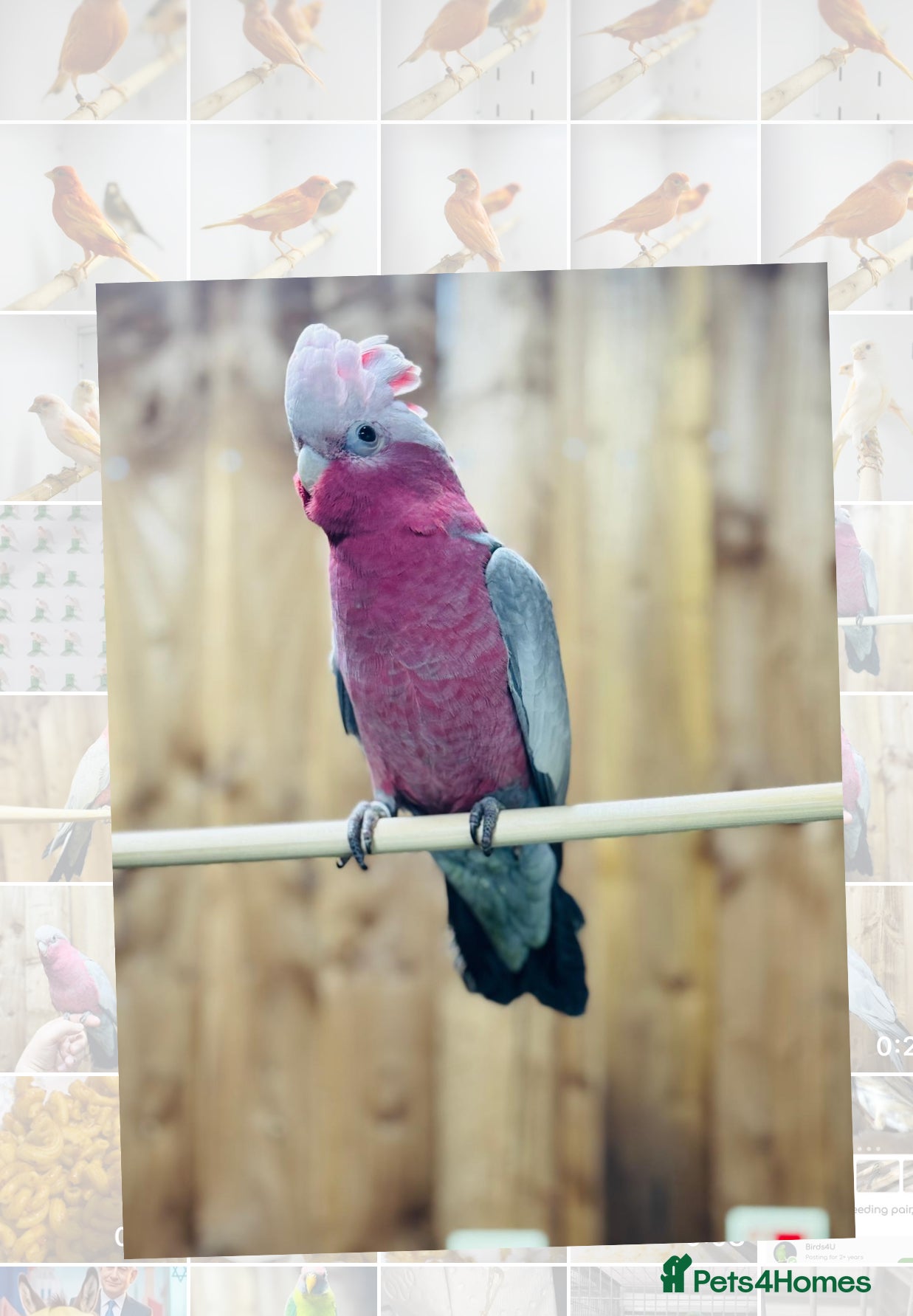 Cockatoo birds Galah cackatoo fully tamed - Advert 1