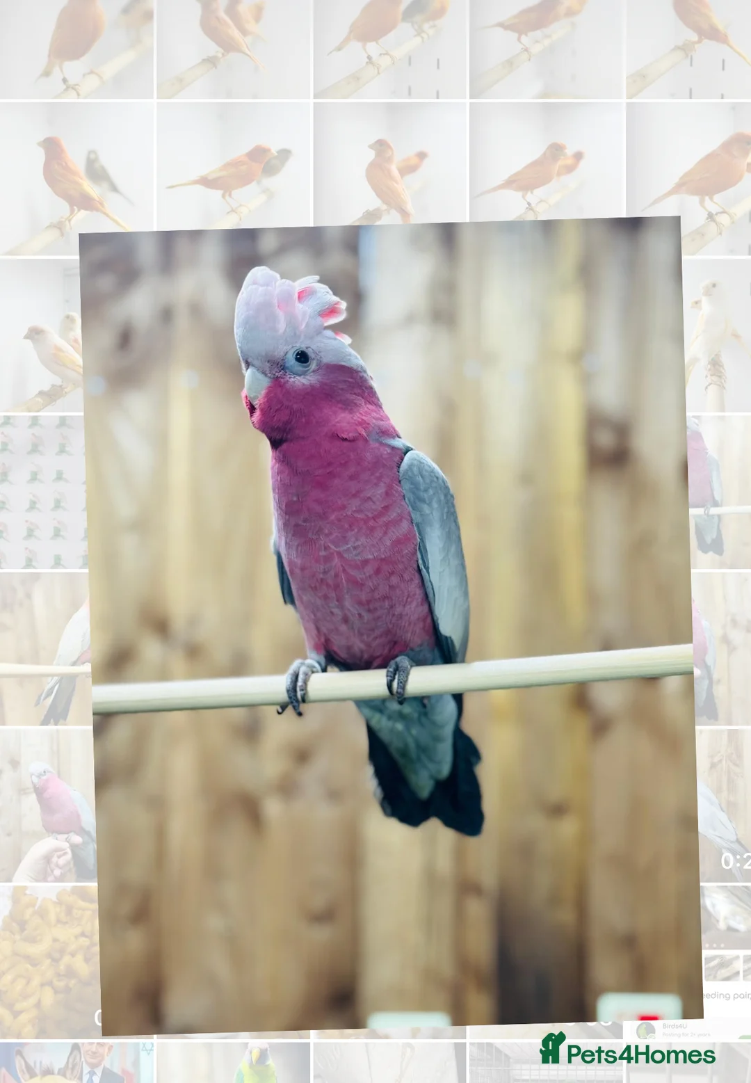 Cockatoo birds for sale: Galah cockatoo  - Advert 2