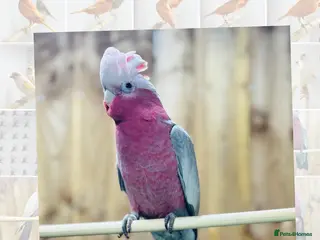 Cockatoo birds Galah cackatoo fully tamed - Advert 1