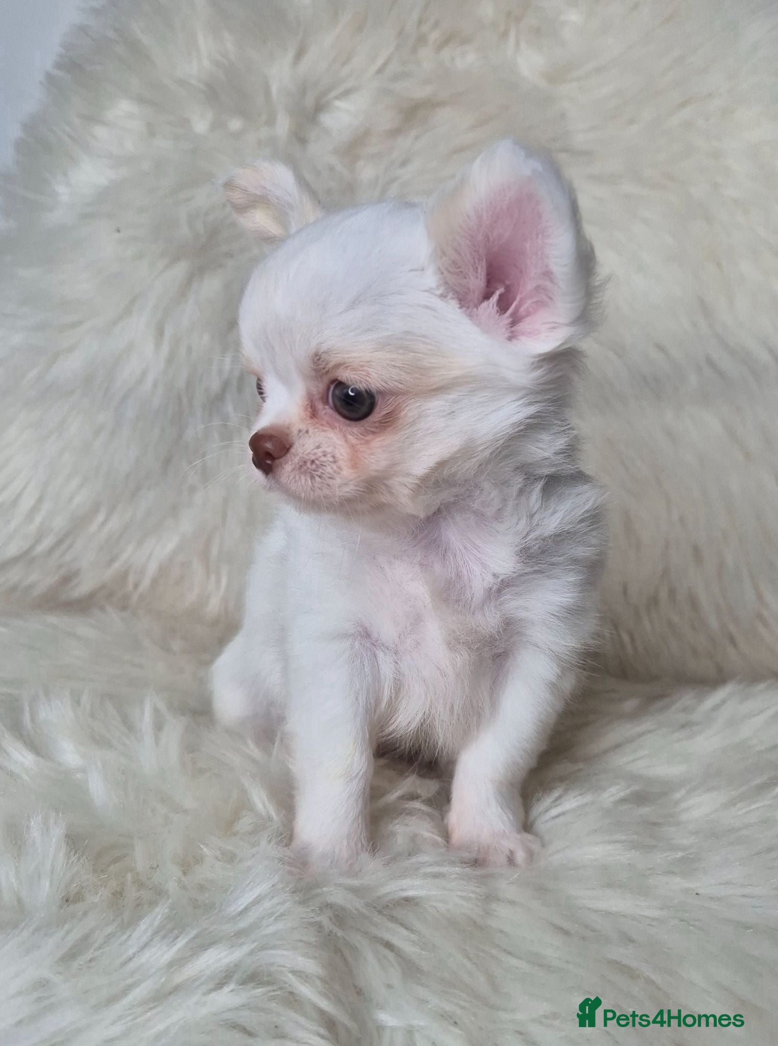 Chihuahua dogs KC registered chihuahua puppies  - Advert 9