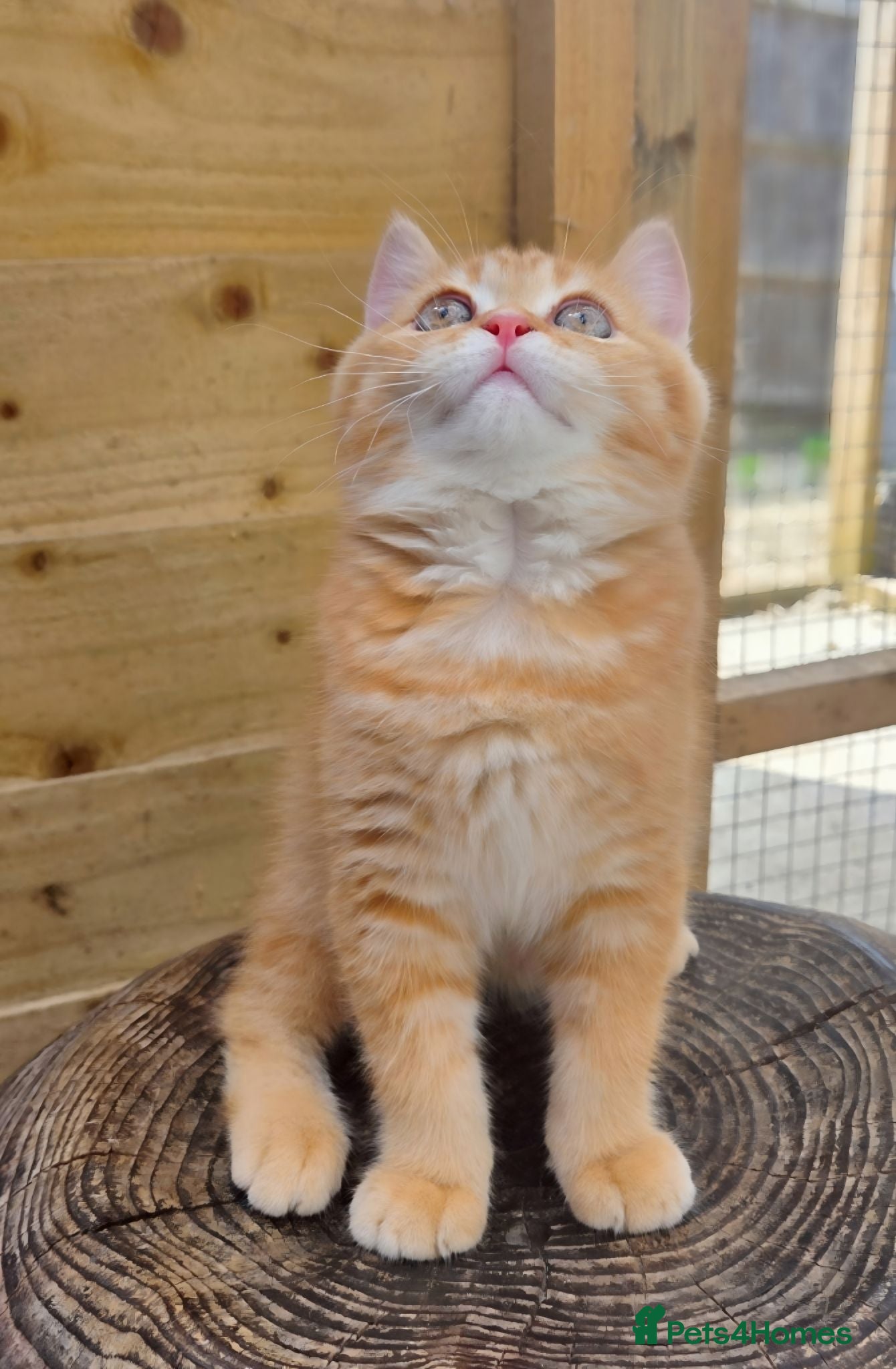 British Longhair cats 🧡🧸1 British Tabby SH Cutie 🍬🏡🥰 - Advert 2