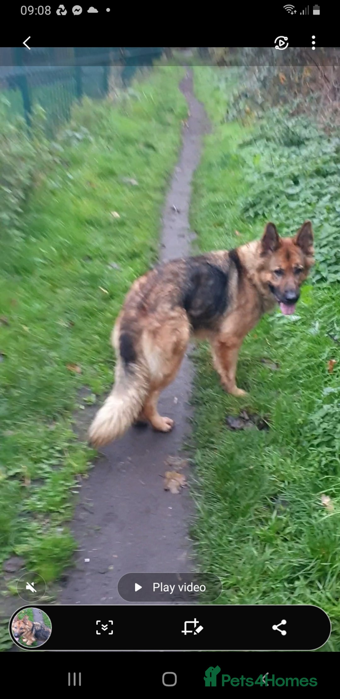 German Shepherd dogs for sale: FEMALE GERMAN SHEPHERD  - Advert 5