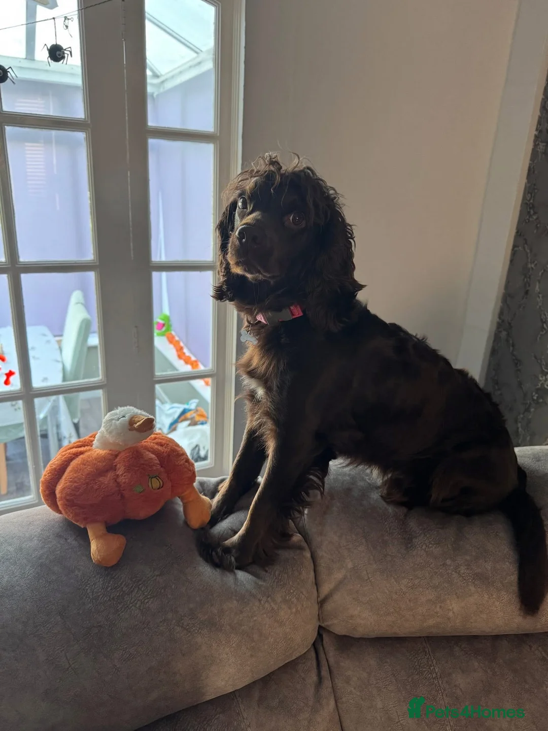 Sprocker dogs for sale: Female sprocker spaniel - Advert 1