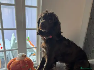 Sprocker dogs Female sprocker spaniel - Advert 1