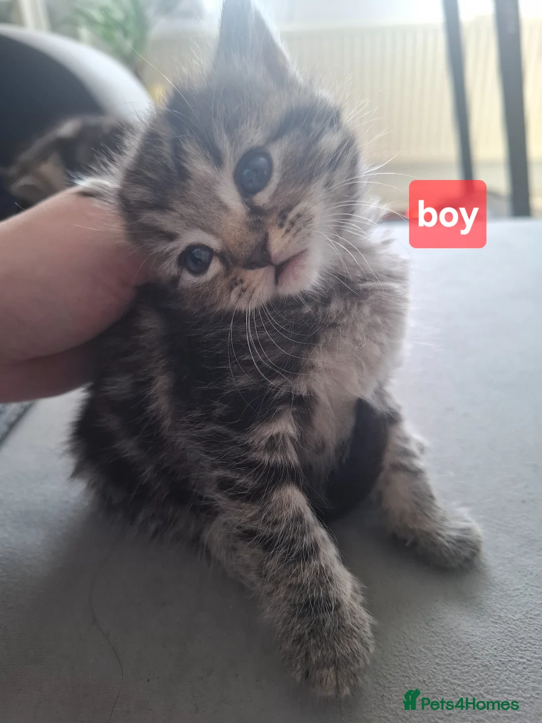 Domestic Shorthair cats for sale: Kittens - Advert 14