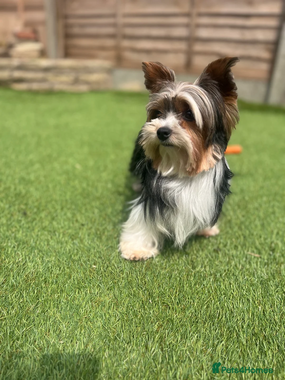 Biewer Terrier dogs for sale: Adorable pure breed Yorkshire Biewer Terriers in Pershore - Advert 11