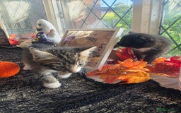 Domestic Shorthair cats for sale: Three beautiful boys ready to leave  - Image 6