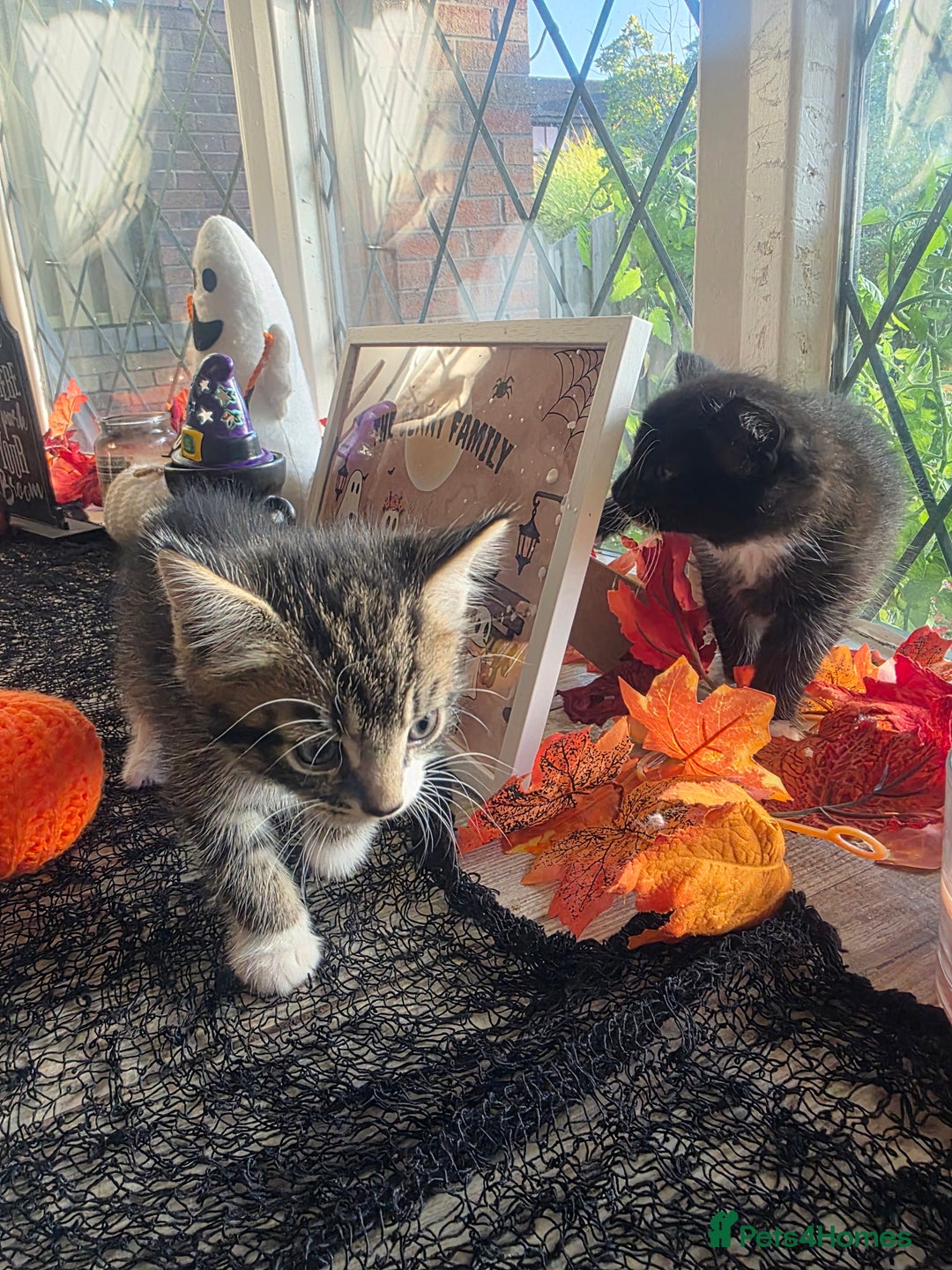 Domestic Shorthair cats for sale: Three beautiful boys ready to leave  - Image 6