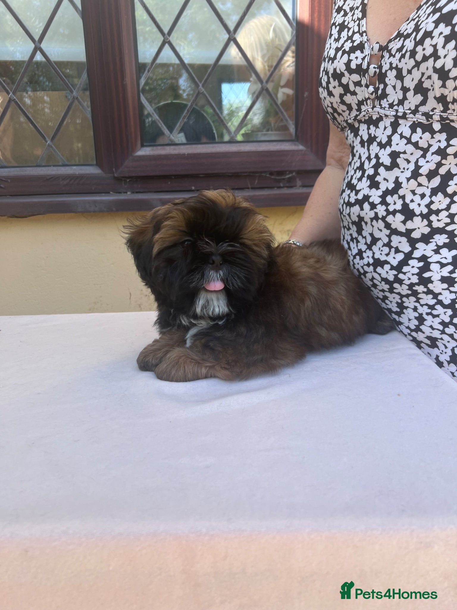 Shih Tzu dogs Gorgeous gold Shih Tzu male  - Advert 1
