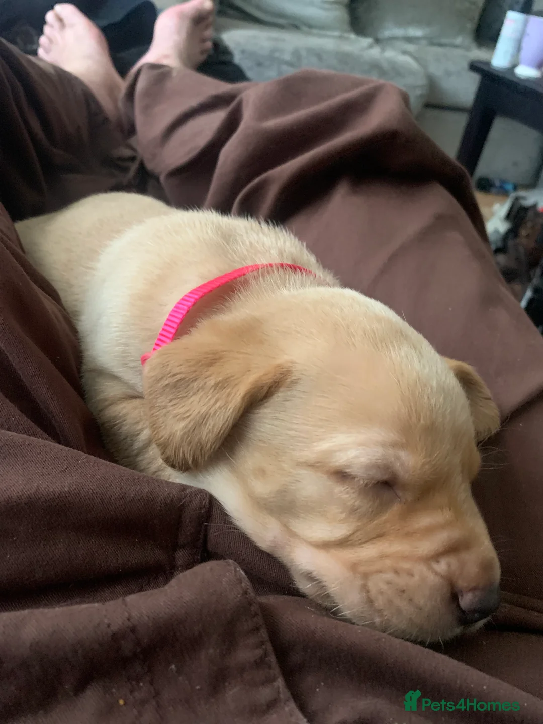 Labrador Retriever dogs for sale: Stunning liter of ten kc registered Labrador pups - Advert 1