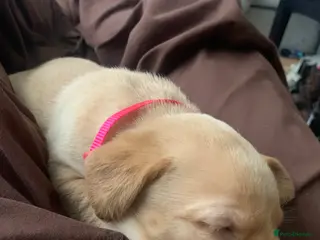 Labrador Retriever dogs Stunning liter of ten kc registered Labrador pups - Advert 1