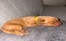 Labrador Retriever dogs for sale: Labrador Retriever Pups - Image 26
