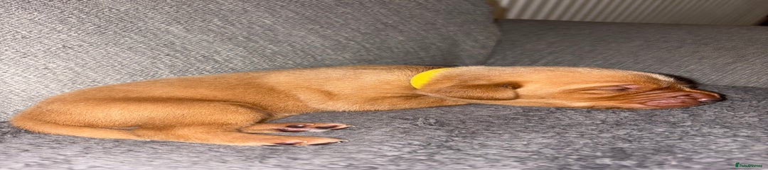 Labrador Retriever - Yellow
