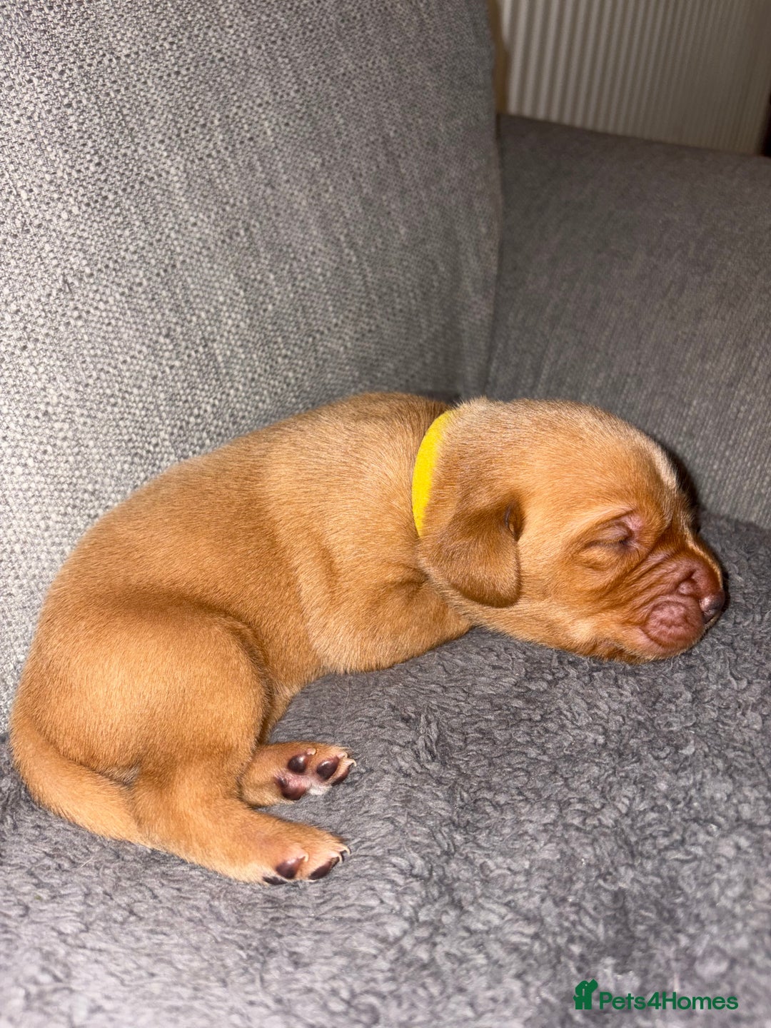Labrador Retriever dogs for sale: Labrador Retriever Pups - Image 26