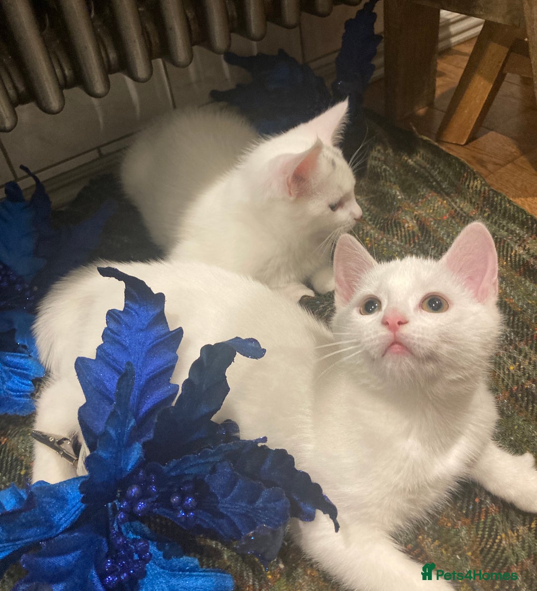 Turkish Van cats for sale: Gorgeous Turkish Van Kittens - Advert 27