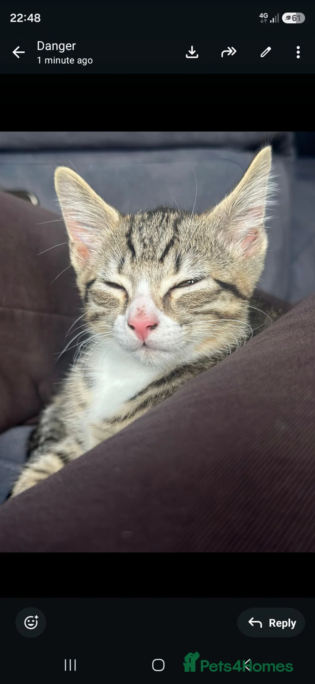Mixed Breed cats for sale: Gorgeous male Kitten  - Advert 7