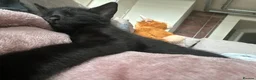Mixed Breed cats for sale: He is a very loving kitten and is full of energy.  in Batley - Advert 7