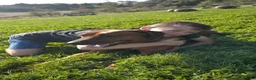 Rhodesian Ridgeback dogs for sale: Beautiful Rhodesian Ridgeback puppies-Family pet - Advert 11