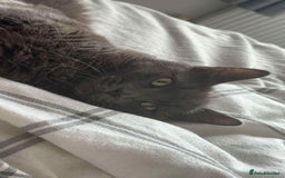 British Shorthair cats for sale: Mary  - Advert 2