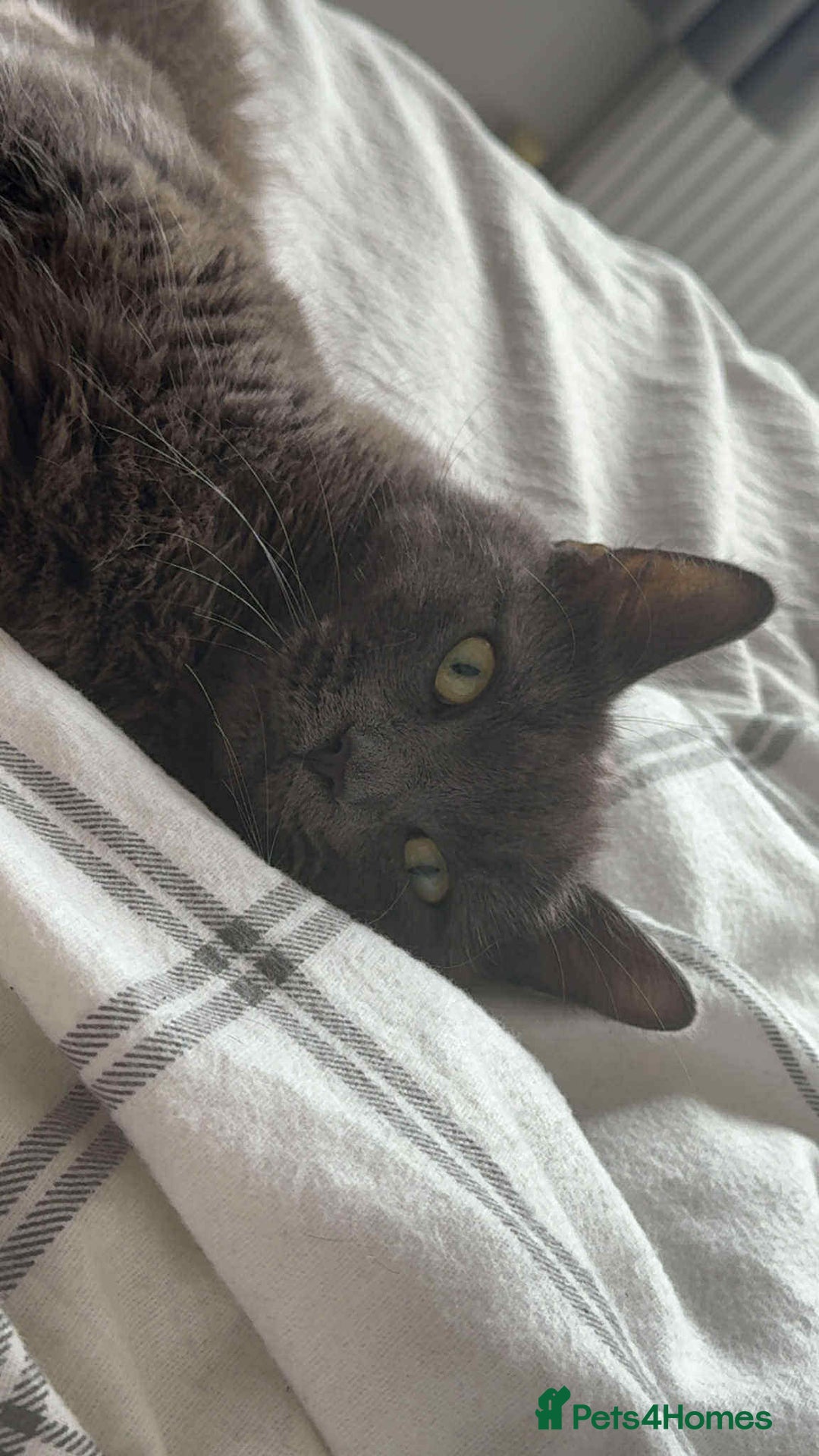 British Shorthair cats for sale: Mary  - Advert 2