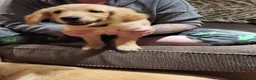 Golden Retriever dogs for sale: Female KC Golden Retriever  - Advert 3