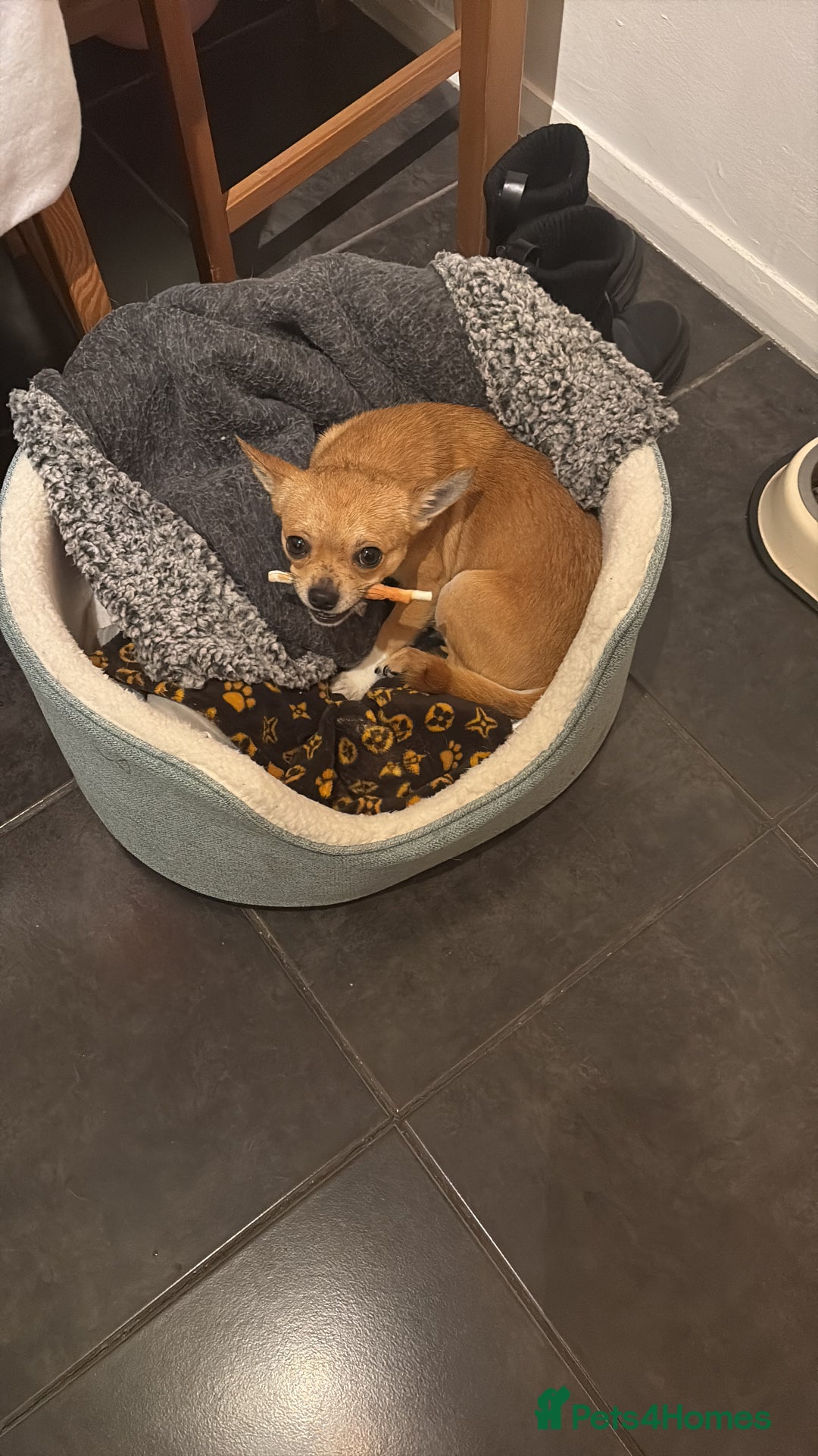 Chihuahua dogs for stud: Friendly Chihuahua for Stud - Advert 2