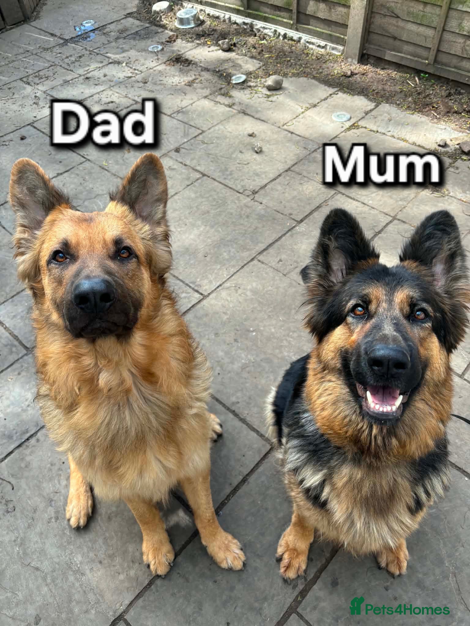 German Shepherd dogs Beautiful Plush Coated German Shepherd Puppies  - Advert 1
