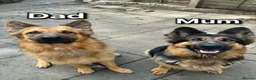 German Shepherd dogs for sale: Beautiful German Shepherd Puppies  - Advert 2