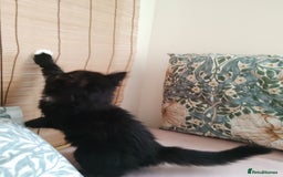 British Longhair cats for sale: British Longhair mix Kittens  - Image 9