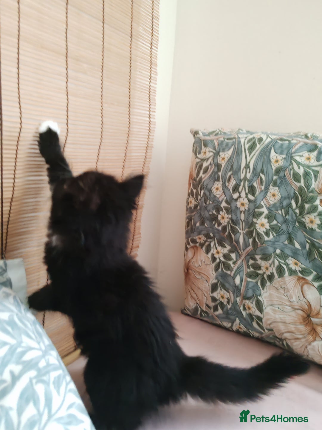 British Longhair cats for sale: British Longhair mix Kittens  - Image 9