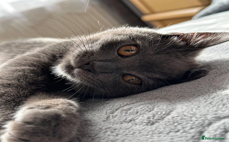 British Shorthair cats - Advert 3