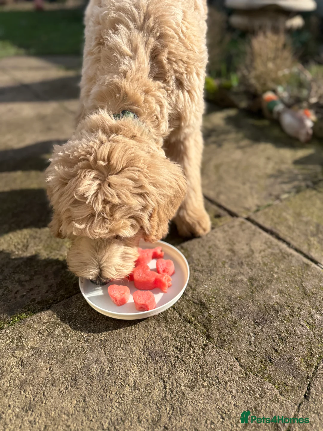 Double Doodle dogs for sale: Bernedoodle  - Advert 2