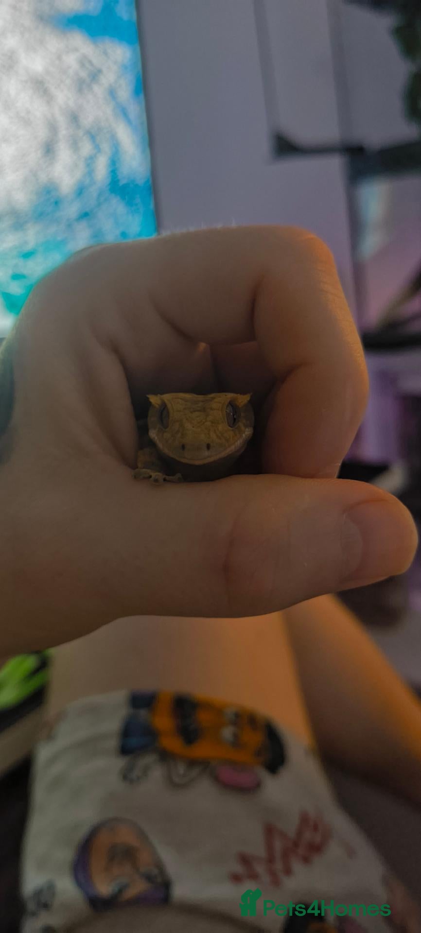 Gecko reptiles Crested gecko with enclosure  - Advert 1