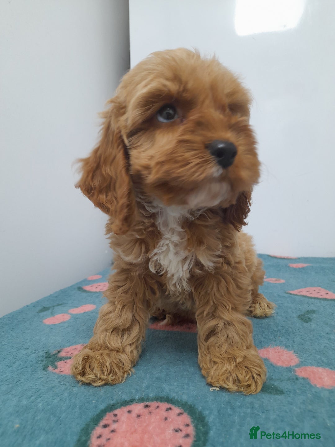 Cockapoo dogs for sale: Beautiful cockapoo puppies ready now - Advert 19