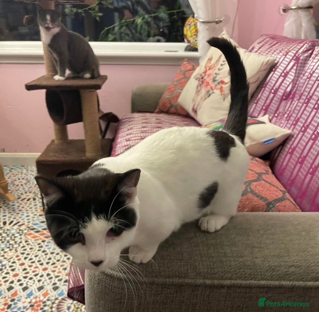 Munchkin cats for sale: Munchkin x Scottish Fold - Advert 11