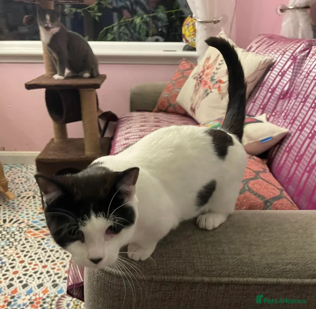 Munchkin cats for sale: Munchkin x Scottish Fold - Advert 11