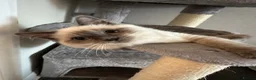 Mixed Breed cats for sale: Four beautiful ragdoll mix kittens - Advert 2