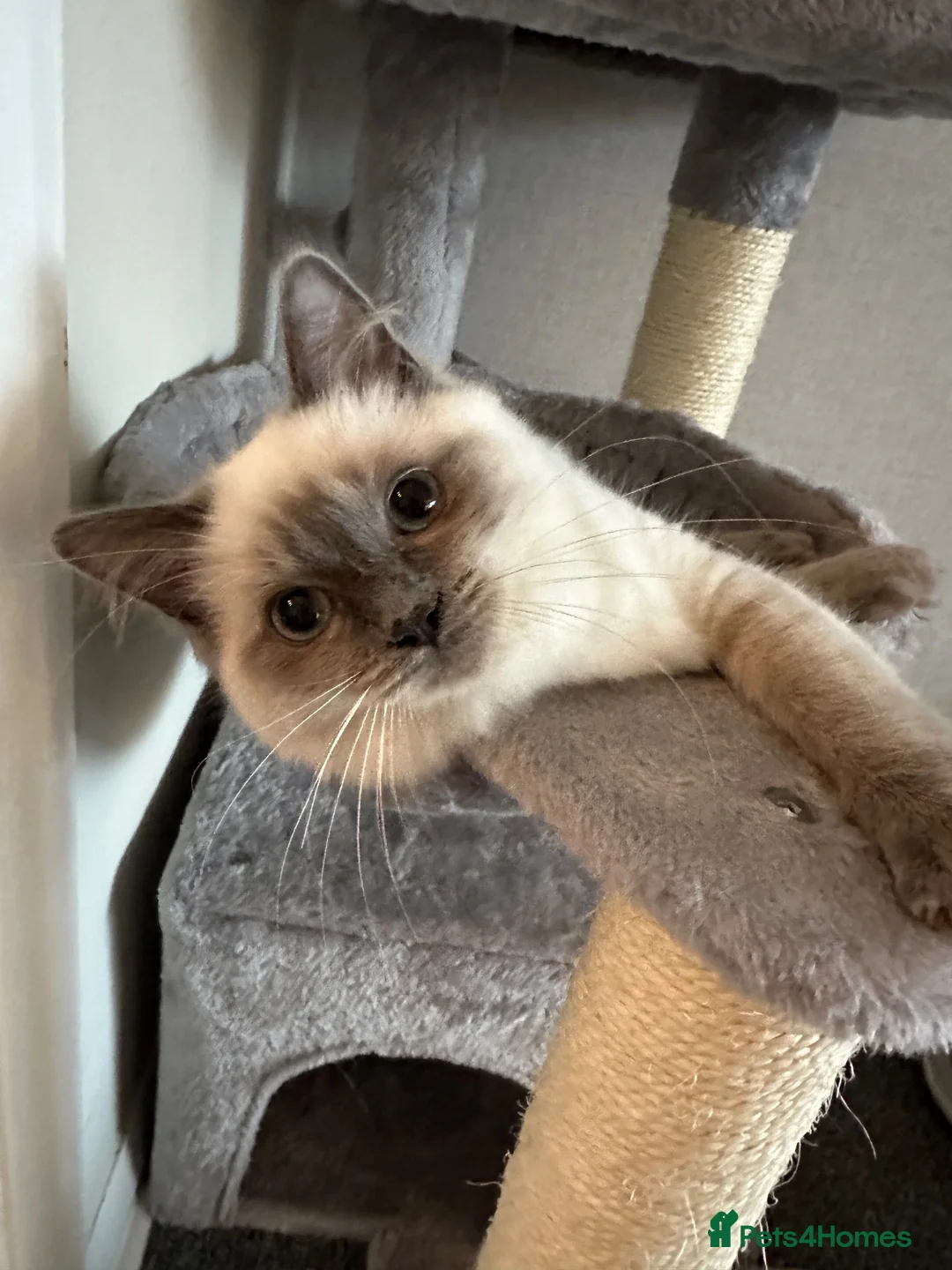 Mixed Breed cats for sale: Four beautiful ragdoll mix kittens - Advert 2