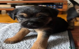 Border Terrier dogs for sale: 2 exceptional KC registered Border Terrier pups - Image 9
