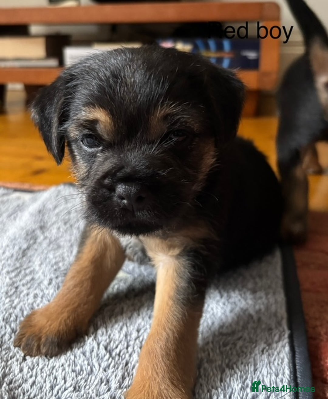 Border Terrier dogs for sale: 2 exceptional KC registered Border Terrier pups - Image 9