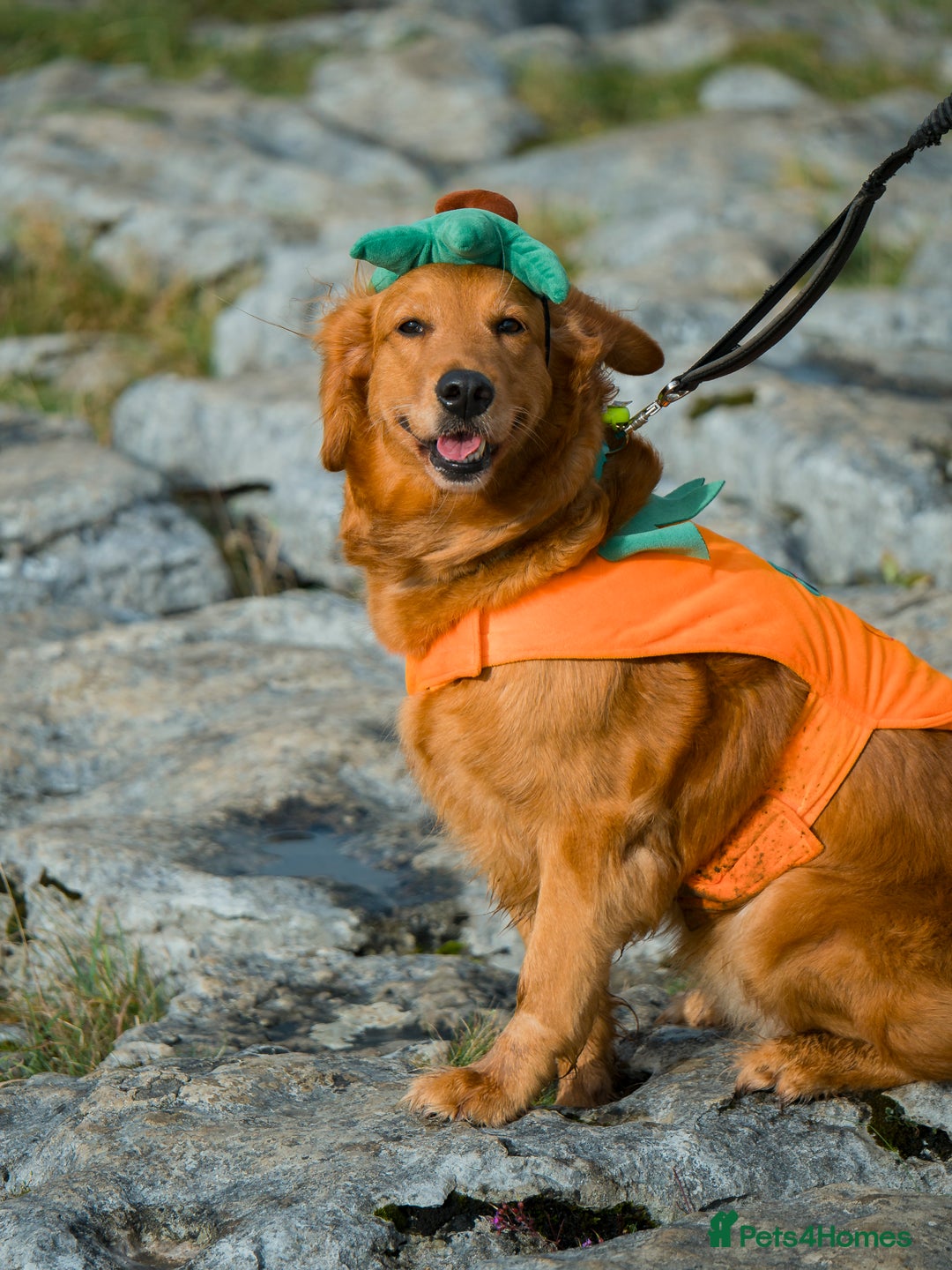 Golden Retriever dogs for sale: Golden Retriever Puppies KC Dad – Ready in 5 Weeks - Image 6