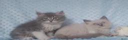 Siberian cats for sale: Pure Siberian kittens For Sale  - Advert 4