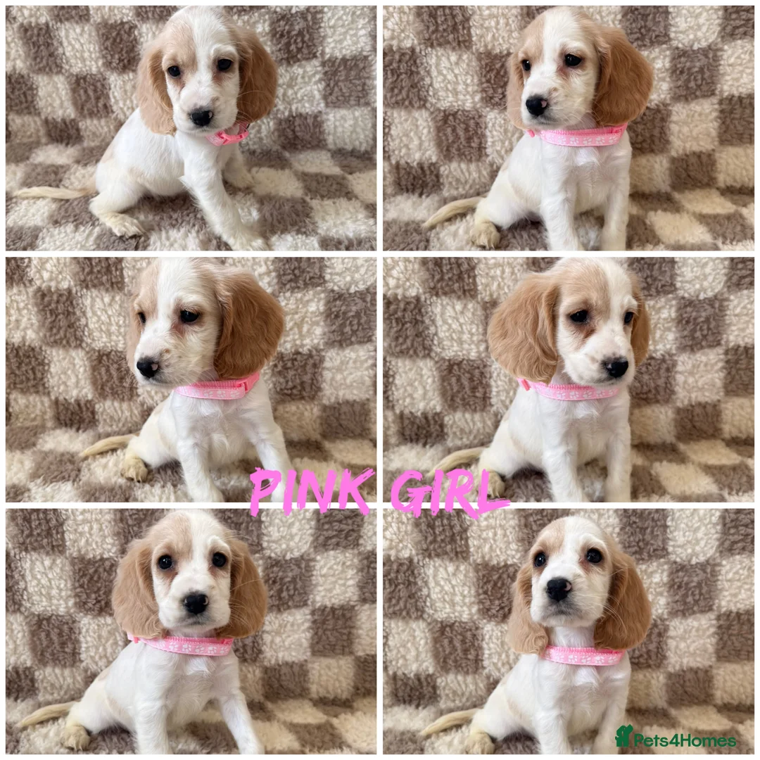 Cocker Spaniel dogs for sale: ⭐️BEAUTIFUL COCKER SPANIEL READY NOW ⭐️ - Advert 5