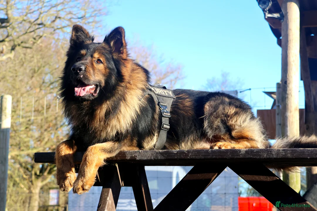 German Shepherd dogs for sale: German shepherd puppies working line - Advert 36