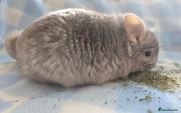 Chinchilla rodents for sale: Young adult and baby chinchillas RPA/RPAC - Image 11