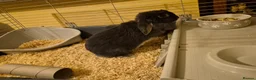 Dwarf Lop rabbits for sale: Lop Earred Rabbit in Gloucester - Advert 5